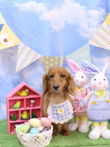 20240331しろくん